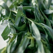 ERIK ZWAGA GEURENGOEROE DRAGON