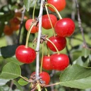 ERIK ZWAGA GEURENGOEROE GRIOTTE KERS