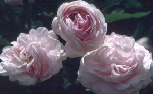 ERIK ZWAGA GEURENGOEROE ROOS