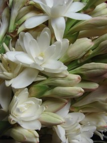 ERIK ZWAGA GEURENGOEROE TUBEROOS