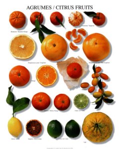 ERIK ZWAGA GEURENGOEROE AGRUMES