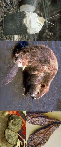 ERIK ZWAGA GEURENGOEROE BEVERGEIL