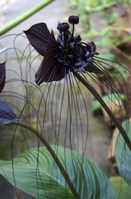 ERIK ZWAGA GEURENGOEROE BLACK ORCHID