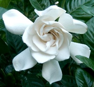 ERIK ZWAGA GEURENGOEROE GARDENIA