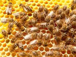 ERIK ZWAGA GEURENGOEROE HONING