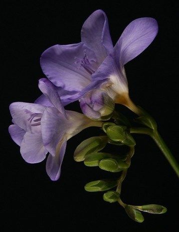 ERIK ZWAGA GEURENGOEROE PAARSE FRESIA