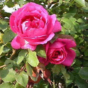 ERIK ZWAGA GEURENGOEROE SIR PAUL SMITH ROSE