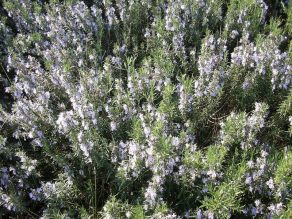 ERIK ZWAGA GEURENGOEROE ROZEMARIJNBLOESEM