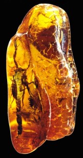 ERIK ZWAGA GEURENGOEROE AMBER