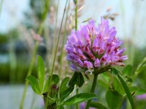 ERIK ZWAGA GEURENGOEROE KLAVER
