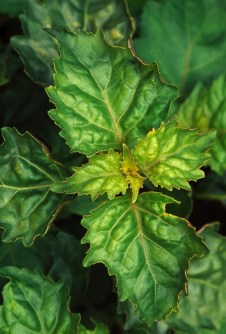 ERIK ZWAGA GEURENGOEROE PATCHOELI