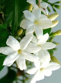 ERIK ZWAGA GEURENGOEROE JASMIJN