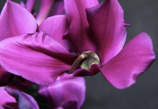 ERIK ZWAGA GEURENGOEROE ROZE CYCLAAM