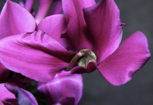 ERIK ZWAGA GEURENGOEROE ROZE CYCLAAM