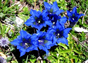 ERIK ZWAGA GEURENGOEROE GENTIAAN