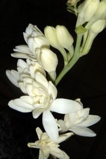 ERIK ZWAGA SERGE LUTENS ERIK ZWAGA TUBEREUSE