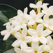 ERIK ZWAGA GEURENGOEROE STEPHANOTIS