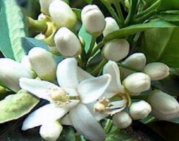 ERIK ZWAGA GEURENGOEROE ORANJEBLOESEM