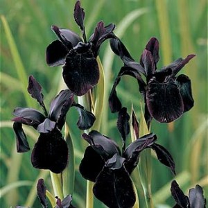 ERIK ZWAGA GEURENGOEROE ZWARTE IRIS
