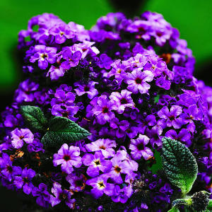 ERIK ZWAGA GEURENGOEROE HELIOTROOP