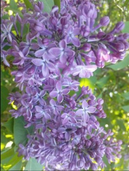 ERIK ZWAGA GEURENGOEROE SERING