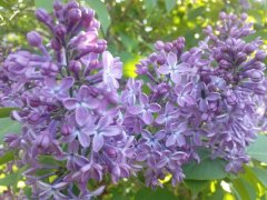 ERIK ZWAGA GEURENGOEROE SERING