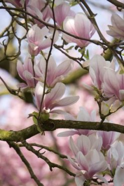 ERIK ZWAGA GEURENGOEROE MAGNOLIA