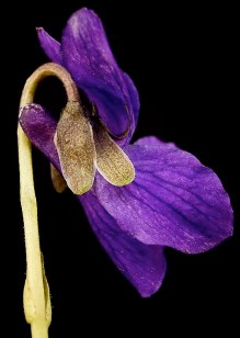 ERIK ZWAGA GEURENGOEROE ARPEGE PAARS VIOOLTJE