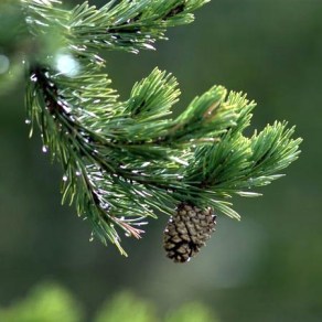 ERIK ZWAGA GEURENGOEROE DENNENNAALD FOTO