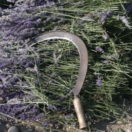 ERIK ZWAGA GEURENGOEROE LAVENDEL