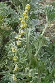 ERIK ZWAGA GEURENGOEROE ALSEM