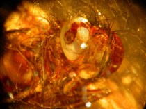 ERIK ZWAGA GEURENGOEROE AMBER