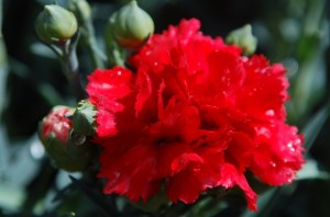 ERIK ZWAGA GEURENGOEROE ANJER