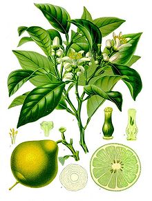 ERIK ZWAGA GEURENGOEROE BERGAMOT