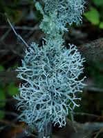 ERIK ZWAGA GEURENGOEROE EIKENMOS