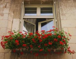 ERIK ZWAGA GEURENGOEROE GERANIUM
