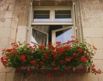 ERIK ZWAGA GEURENGOEROE GERANIUM