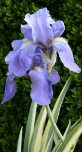 ERIK ZWAGA GEURENGOEROE IRIS PALLIDA