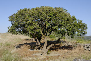 ERIK ZWAGA GEURENGOEROE MASTIEKBOOM CHIOS