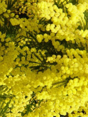 ERIK ZWAGA GEURENGOEROE MIMOSA