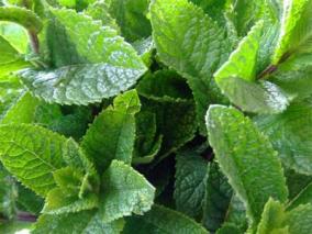 ERIK ZWAGA GEURENGOEROE MUNT