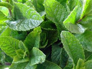 ERIK ZWAGA GEURENGOEROE MUNT