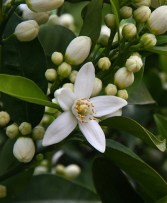 ERIK ZWAGA GEURENGOEROE ORANJEBLOESEM