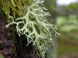 ERIK ZWAGA GEURENGOEROE EIKENMOS