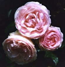 ERIK ZWAGA GEURENGOEROE LANCOME CENTIFOLIA