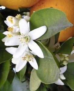 ERIK ZWAGA GEURENGOEROE NEROLI