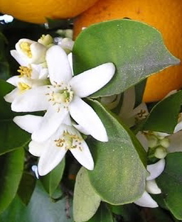 ERIK ZWAGA GEURENGOEROE NEROLI