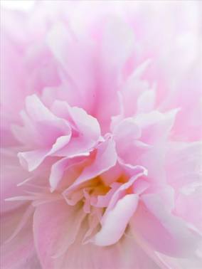 ERIK ZWAGA GEURENGOEROE PIVOINE