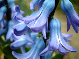 ERIK ZWAGA GEURENGOEROE BLAUWE HYACINT