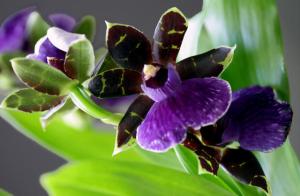 ERIK ZWAGA GEURENGOEROE BLUEBIRD ORCHIDEE